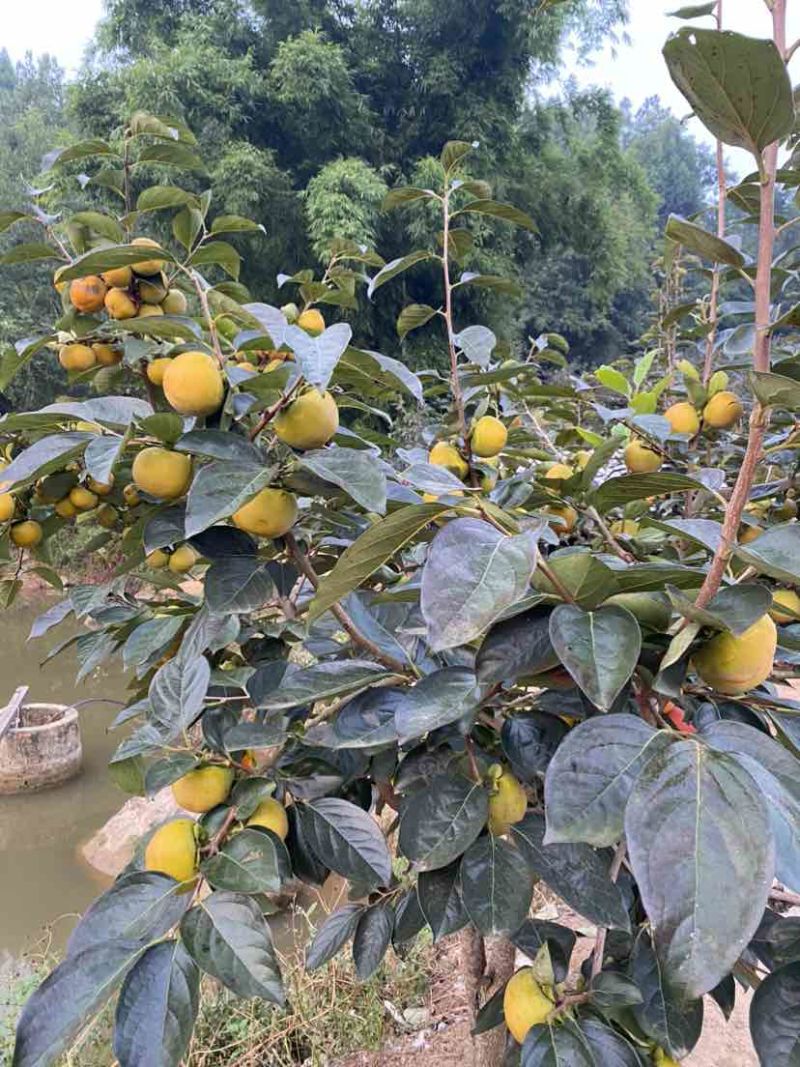 阳丰脆柿