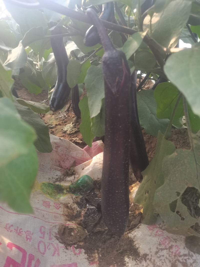 茄子苗，长茄苗，圆茄子苗罐茄苗，线茄子苗杭茄，青茄抗病，
