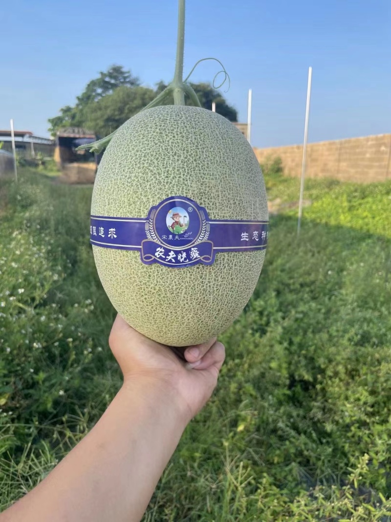精品哈密瓜大量出货青皮黄皮都有有需要的老板可以联系我