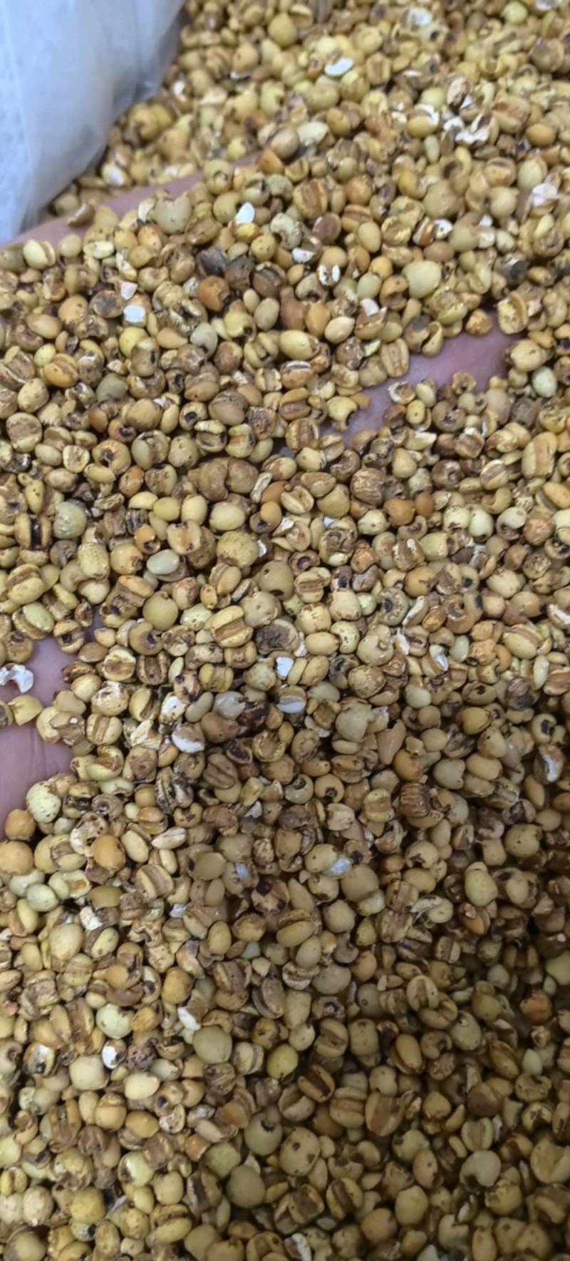 贵州薏米仁炒薏米小薏米仁万信药业只做保真药材