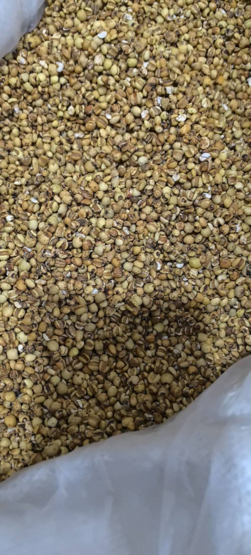 贵州薏米仁炒薏米小薏米仁万信药业只做保真药材