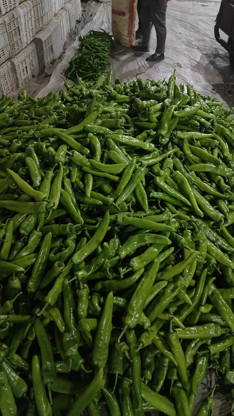 (优质青皮尖椒)条形好，亮度高，一手货源，产地直发