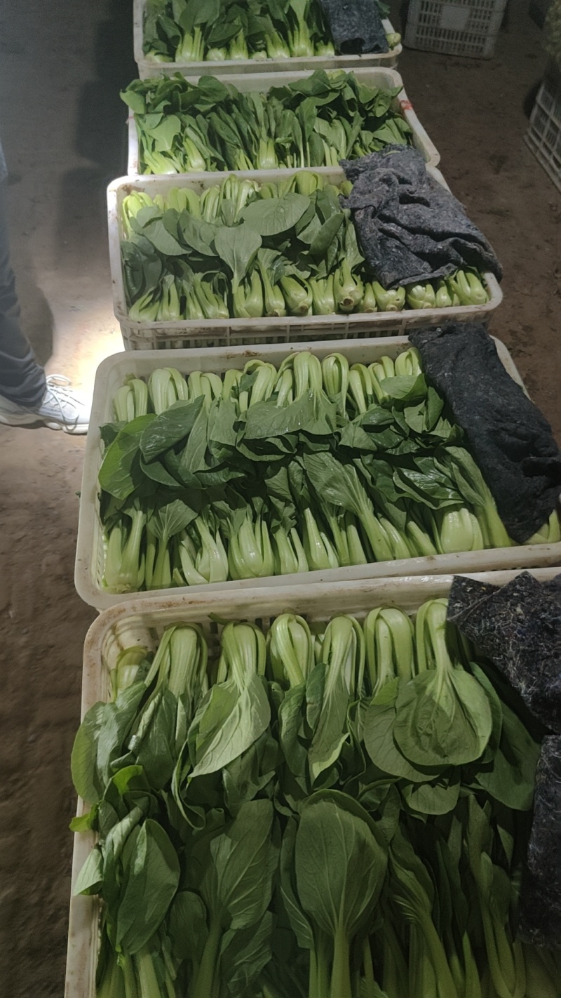聊城蔬菜基地上海青大量上市中求长期收购商