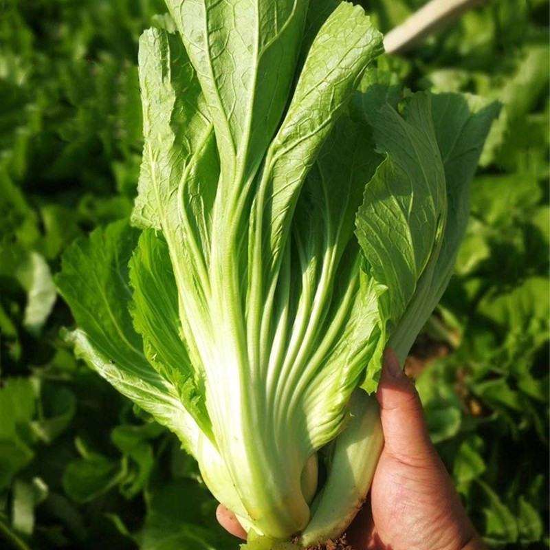 包心甜芥菜种子四季阳台小院盆栽酸菜农家蔬菜种子菜园地播
