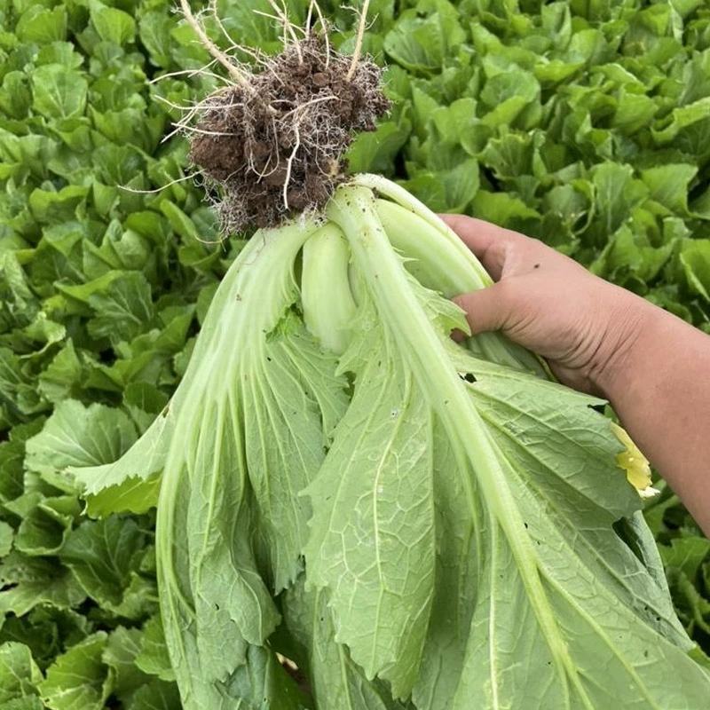 包心甜芥菜种子四季阳台小院盆栽酸菜农家蔬菜种子菜园地播