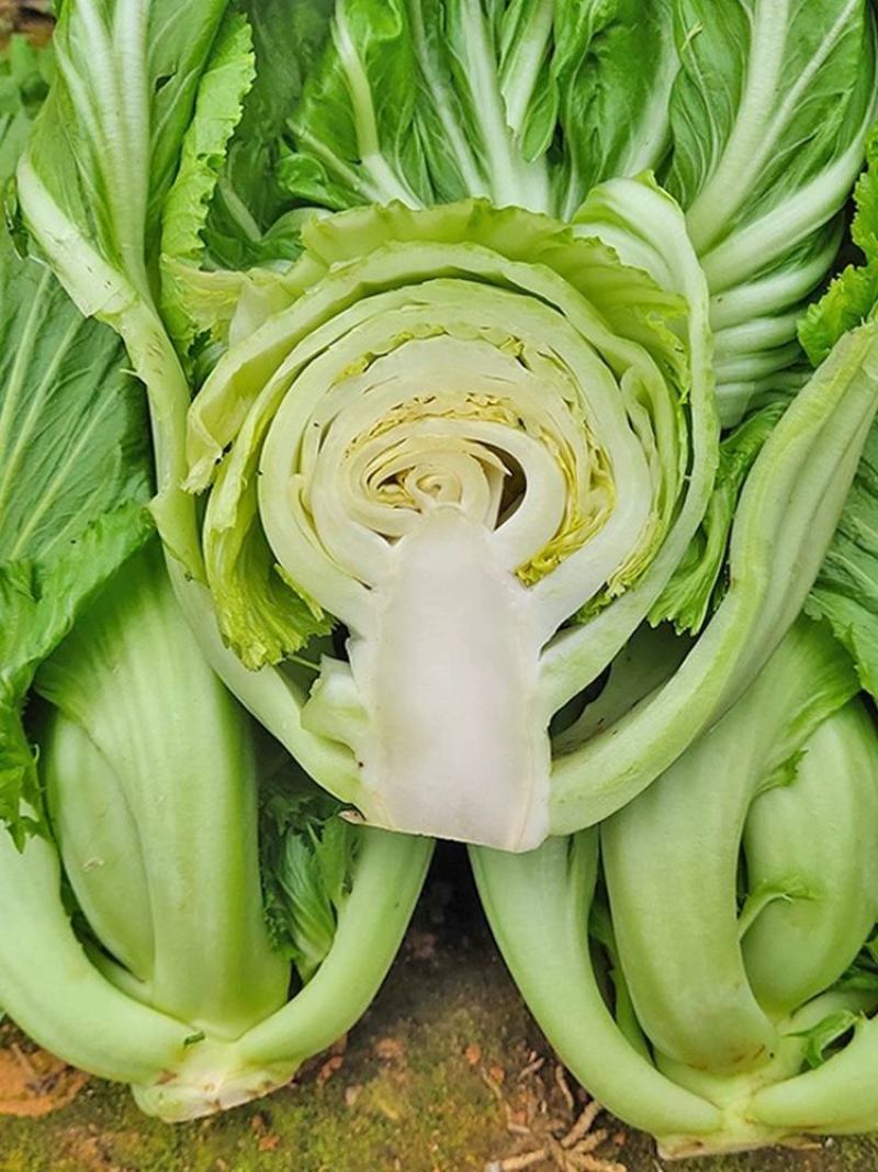 包心甜芥菜种子四季阳台小院盆栽酸菜农家蔬菜种子菜园地播