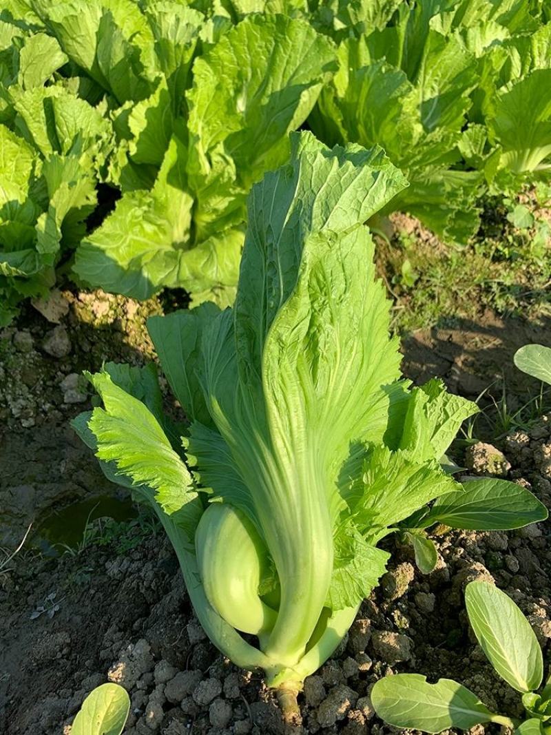 包心甜芥菜种子四季阳台小院盆栽酸菜农家蔬菜种子菜园地播