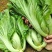 包心甜芥菜种子四季阳台小院盆栽酸菜农家蔬菜种子菜园地播