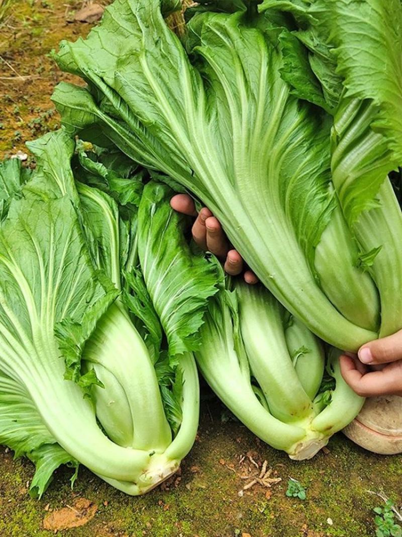 包心甜芥菜种子四季阳台小院盆栽酸菜农家蔬菜种子菜园地播