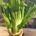 包心甜芥菜种子四季阳台小院盆栽酸菜农家蔬菜种子菜园地播