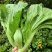 包心甜芥菜种子四季阳台小院盆栽酸菜农家蔬菜种子菜园地播