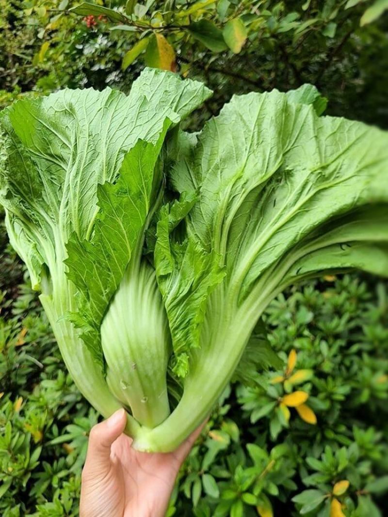 包心甜芥菜种子四季阳台小院盆栽酸菜农家蔬菜种子菜园地播
