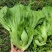 包心甜芥菜种子四季阳台小院盆栽酸菜农家蔬菜种子菜园地播