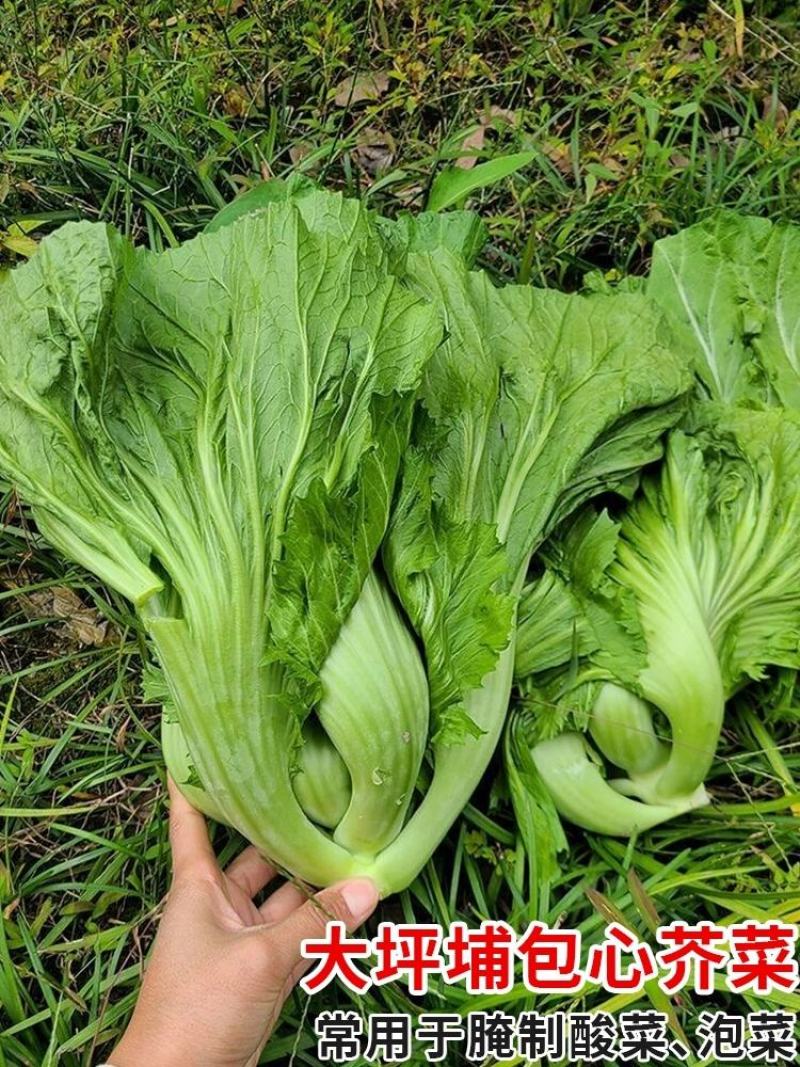 包心甜芥菜种子四季阳台小院盆栽酸菜农家蔬菜种子菜园地播