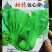 包心甜芥菜种子四季阳台小院盆栽酸菜农家蔬菜种子菜园地播