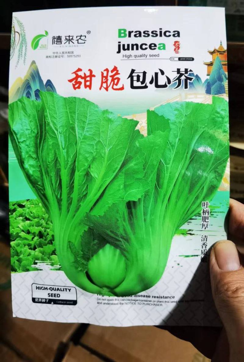 包心甜芥菜种子四季阳台小院盆栽酸菜农家蔬菜种子菜园地播
