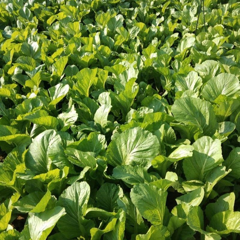 包心甜芥菜种子四季阳台小院盆栽酸菜农家蔬菜种子菜园地播