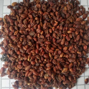 沙棘，沙棘果，新货产地直发，实拍现货，无硫24小时内发货