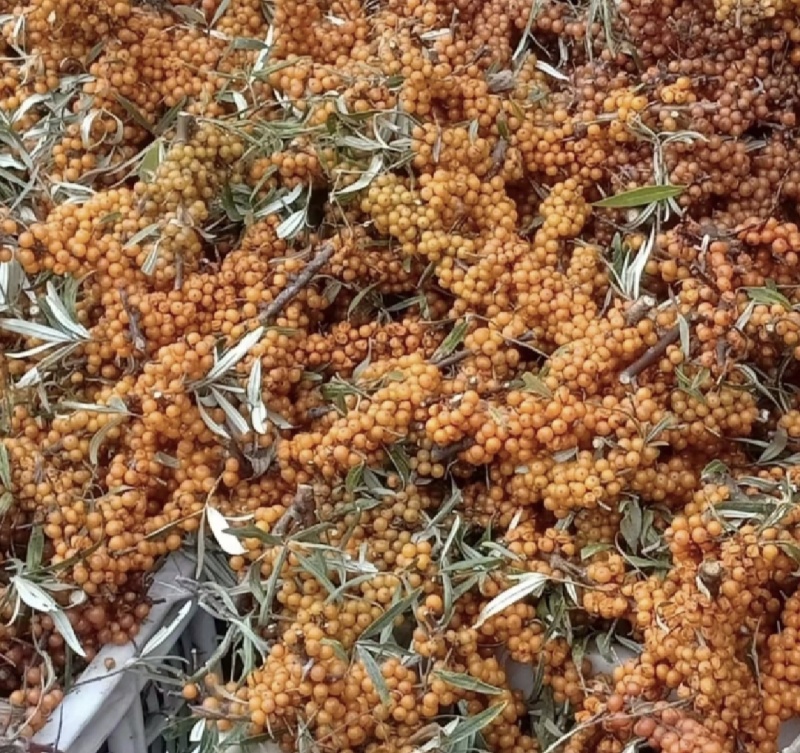 沙棘，沙棘果，新货产地直发，实拍现货，无硫24小时内发货