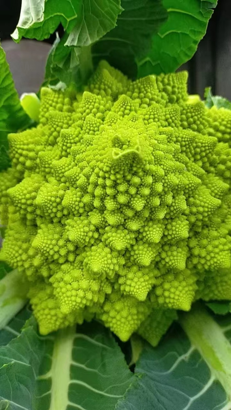 宝塔花优质蔬菜货源充足稳定供货品质好