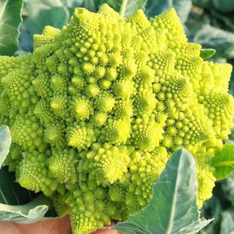 宝塔花优质蔬菜货源充足稳定供货品质好