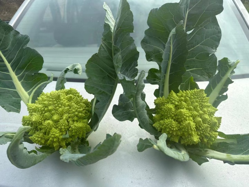 宝塔花优质蔬菜货源充足稳定供货品质好