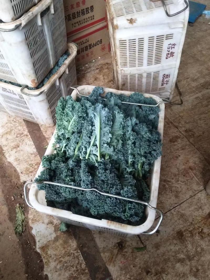 羽衣甘蓝保证品质货源充足欢迎长期合作