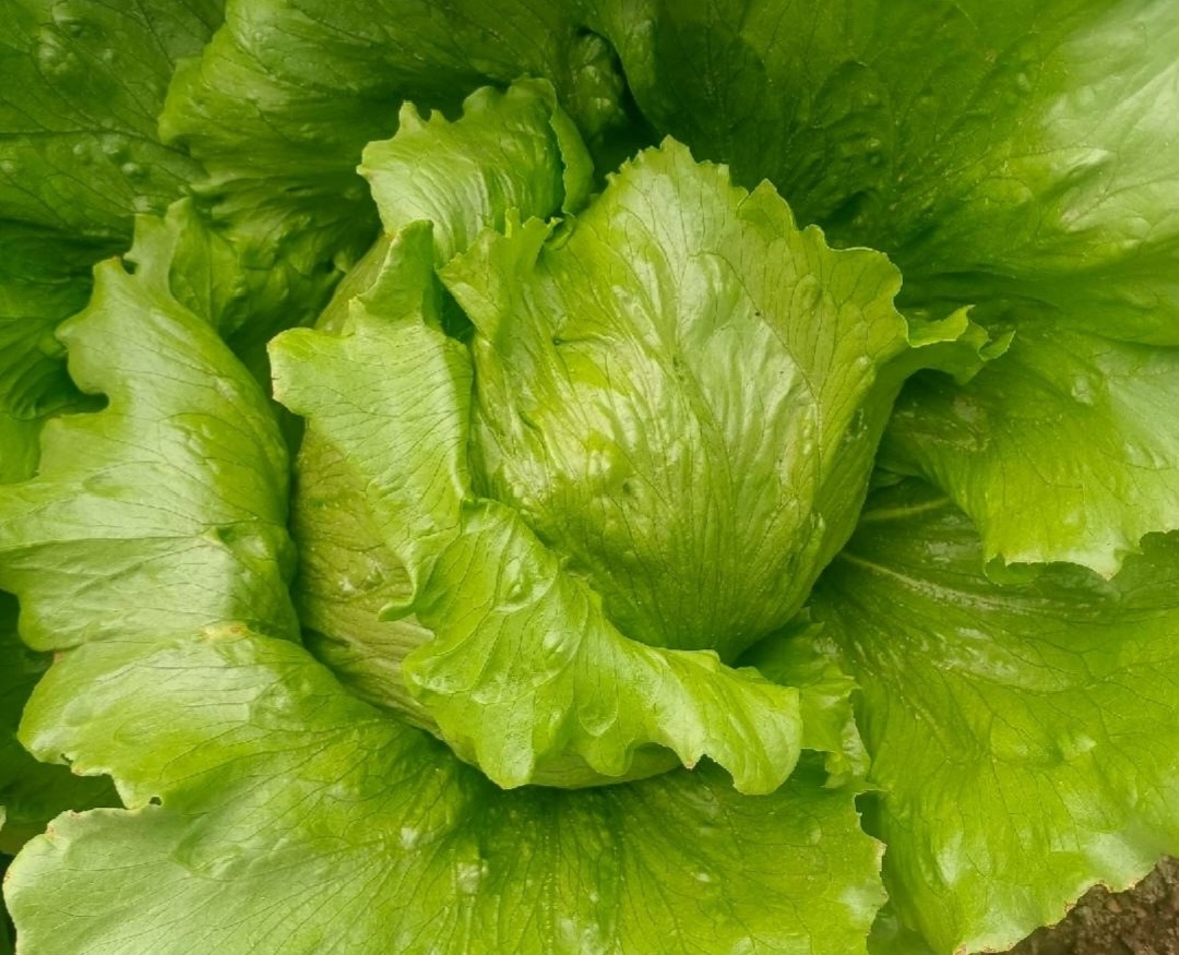 生菜球的营养价值及功效