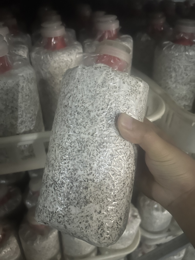 黑皮鸡纵，物美价廉，厂家直销，量大从优，需要的滴滴
