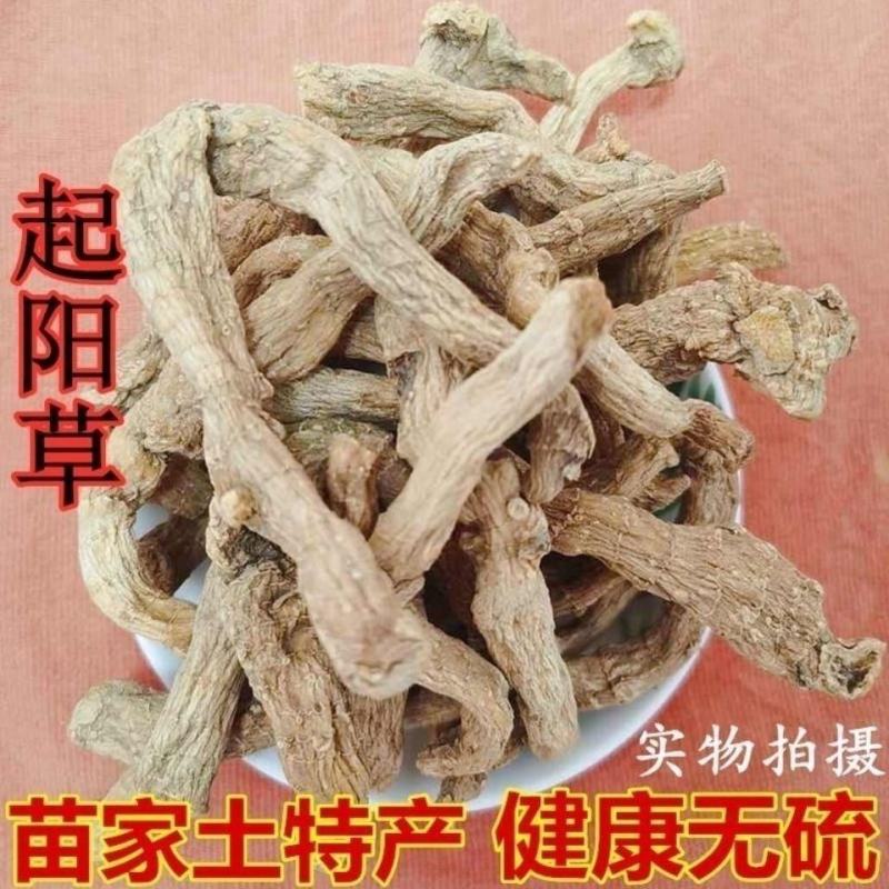起阳草云南苗家特产中草药腰酸腰疼中药材泡酒料药酒料