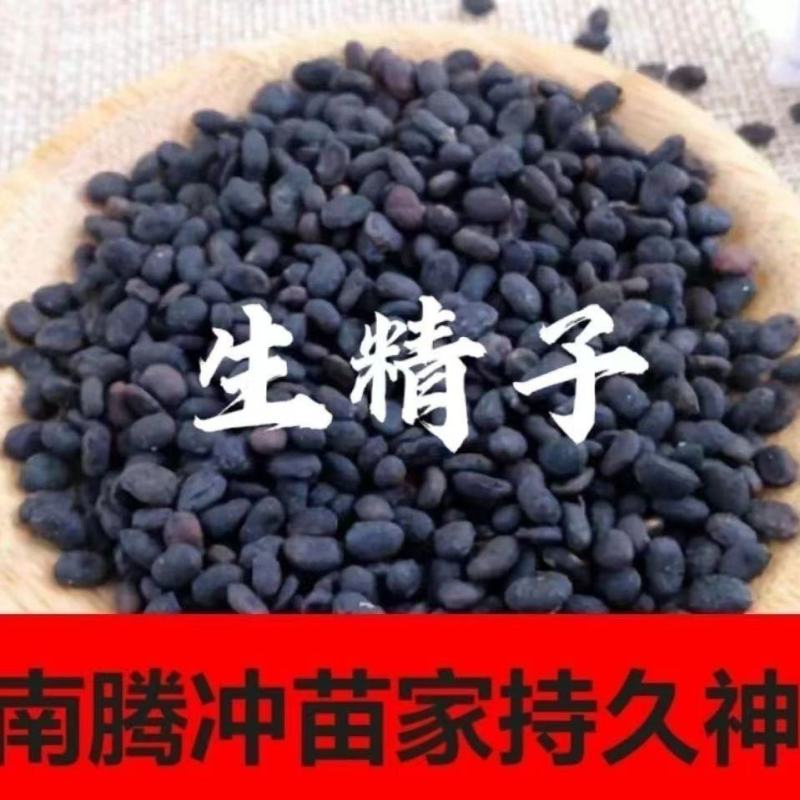 野.生.精子籽中药材云南腾冲苗家特产擎天柱干货专用