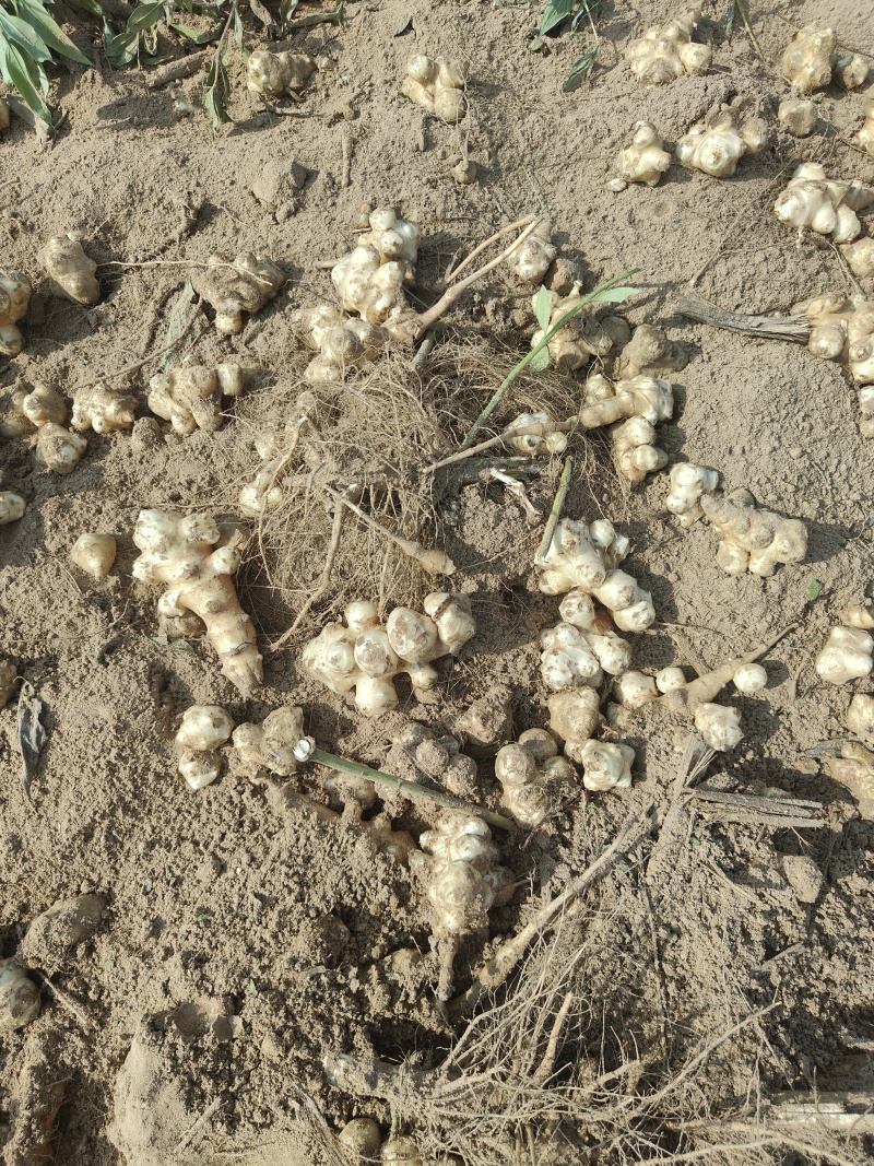 新鲜洋姜鬼子姜菊芋头野生沙地当季姜不辣腌泡菜酱菜整箱包邮