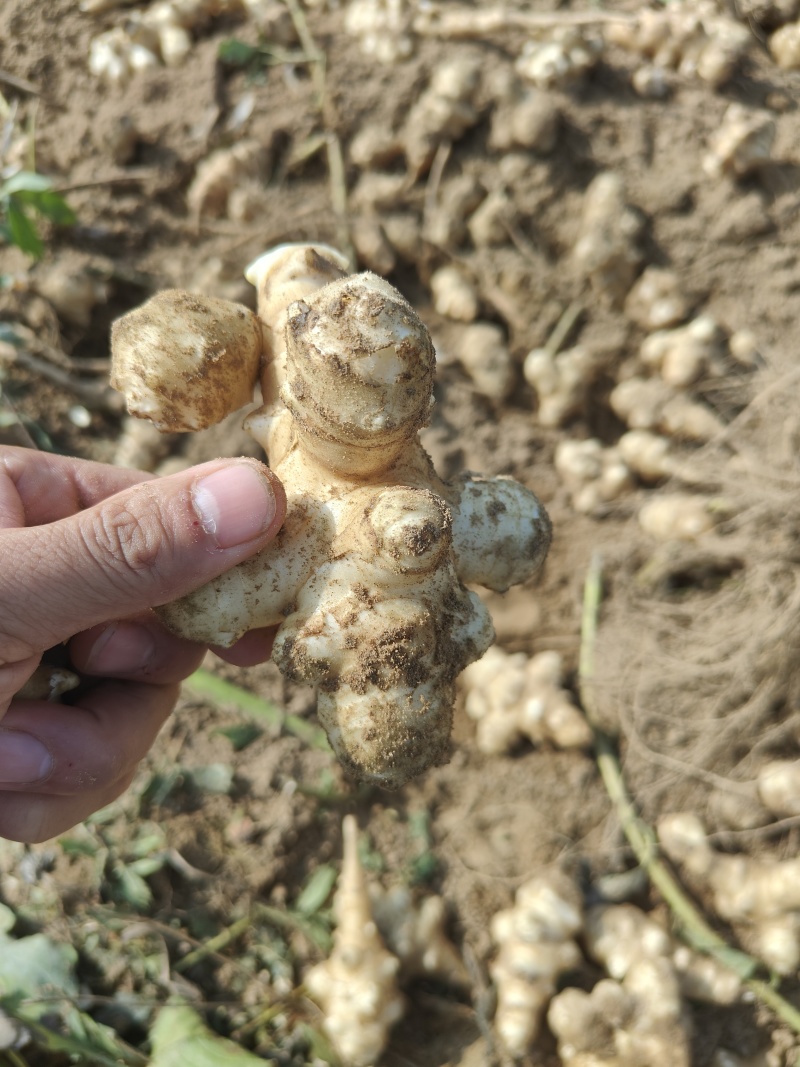 新鲜洋姜鬼子姜菊芋头野生沙地当季姜不辣腌泡菜酱菜整箱包邮