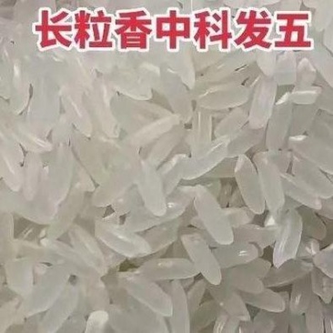 中科发5新大米，厂家直销