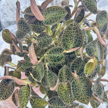 厂家直发种植专用优质金线莲种苗（袋苗）