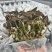 厂家直发种植专用优质金线莲种苗（袋苗）