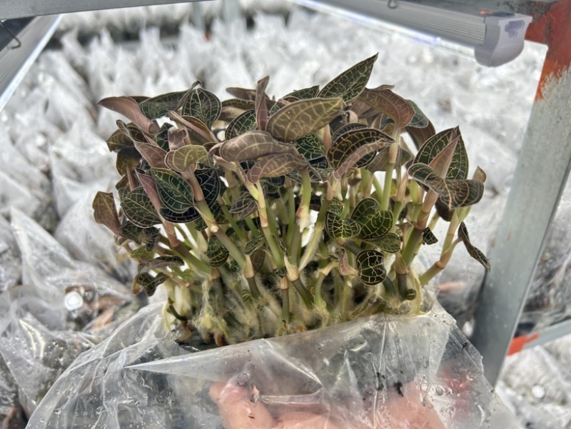 厂家直发种植专用优质金线莲种苗（袋苗）