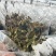厂家直发种植专用优质金线莲种苗（袋苗）