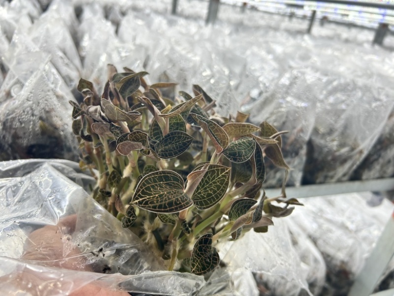 厂家直发种植专用优质金线莲种苗（袋苗）