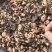 枞树菌