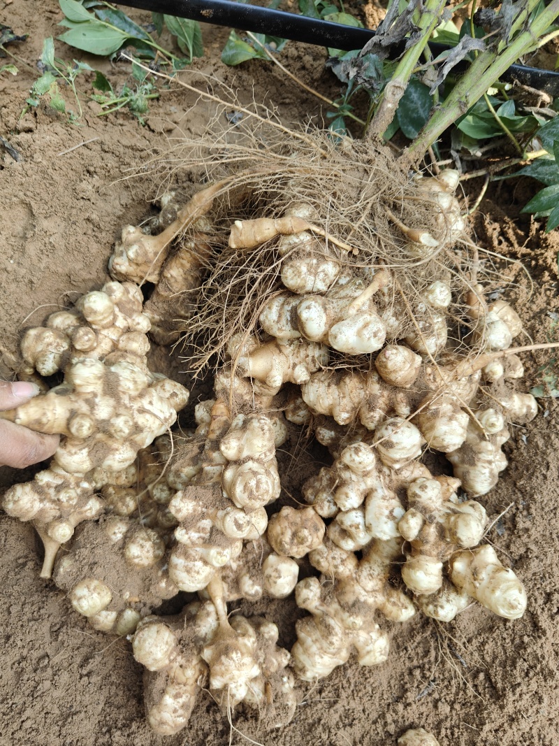 新鲜洋姜鬼子姜菊芋头野生沙地当季姜不辣腌泡菜酱菜整箱包邮