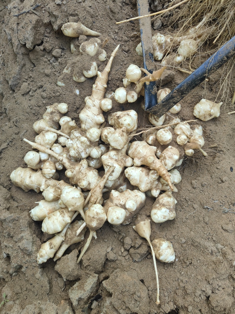 新鲜洋姜鬼子姜菊芋头野生沙地当季姜不辣腌泡菜酱菜整箱包邮