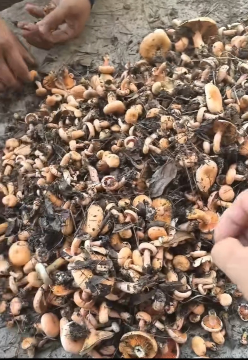 枞树菌