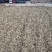 甘肃小茴香种植基地自家种植无中间商赚差价量大从优