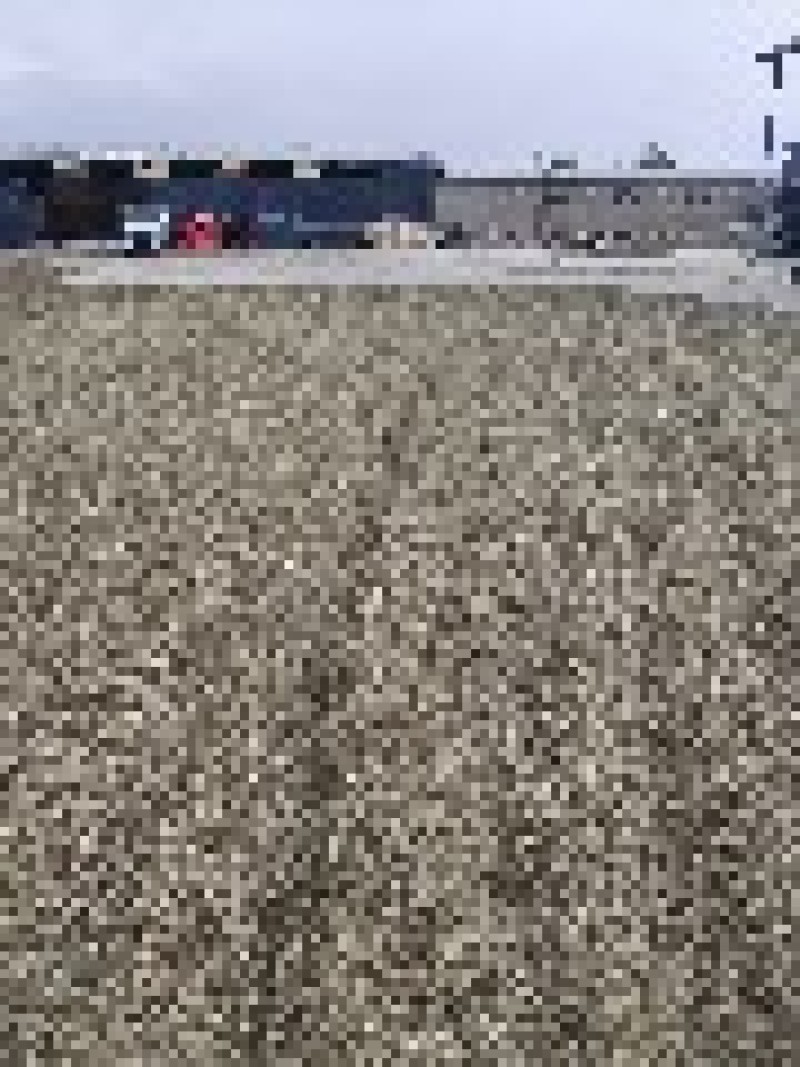 甘肃小茴香种植基地自家种植无中间商赚差价量大从优