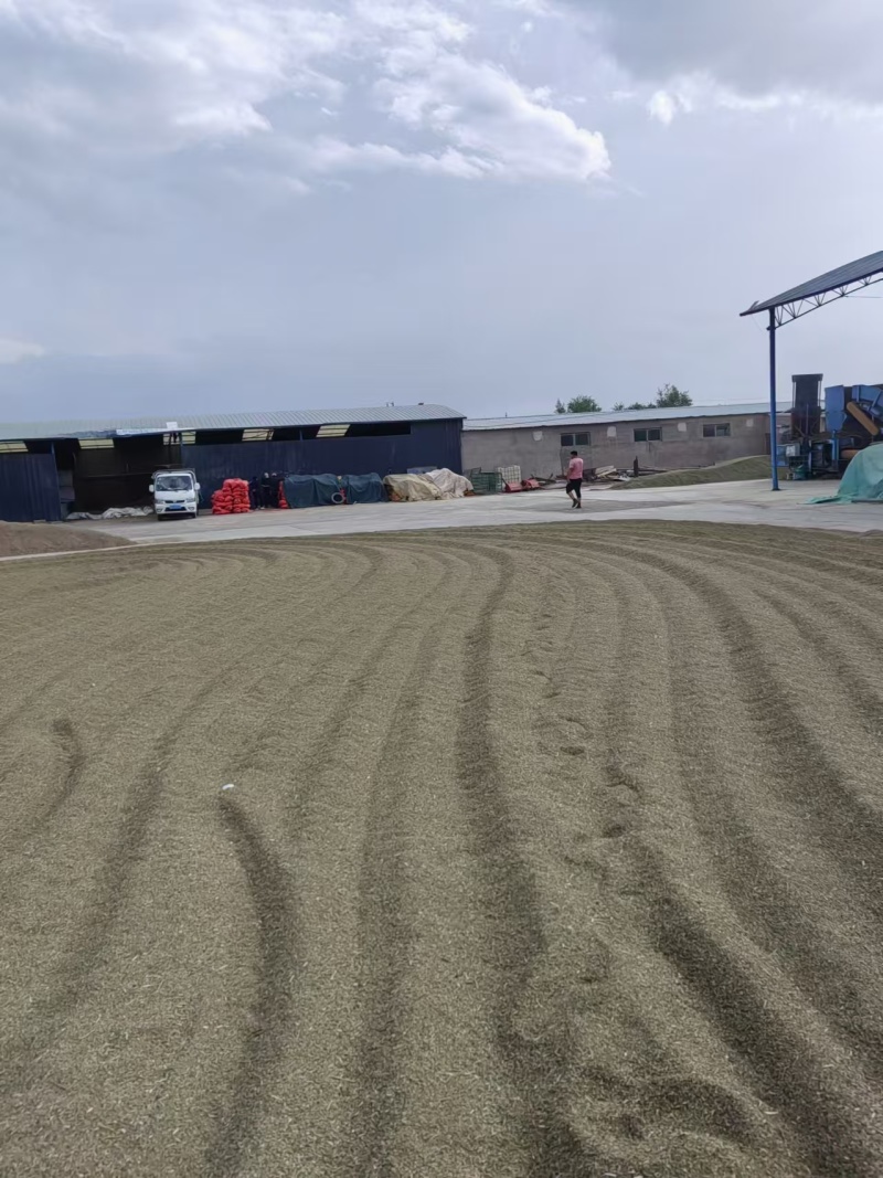 甘肃小茴香种植基地自家种植无中间商赚差价量大从优