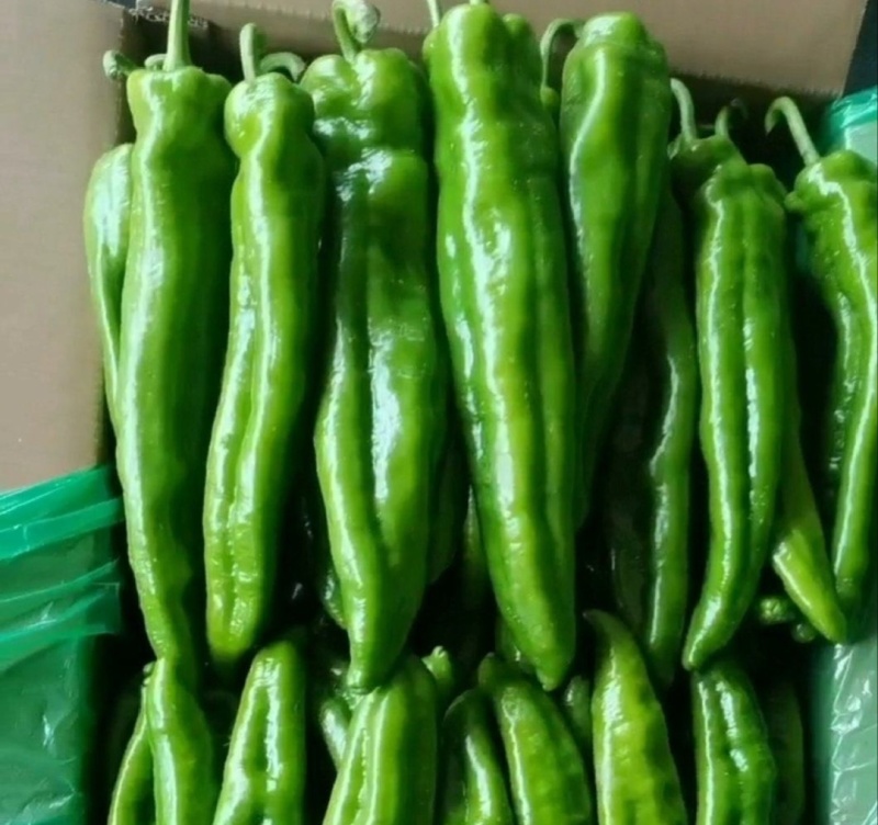 《实力》河北尖椒一手货源供应市场商超电商量大价优