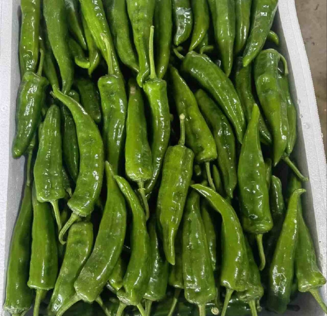 尖椒在冰箱保鲜盒中存放的状态 尖椒在冰箱保鲜盒中存放的状态