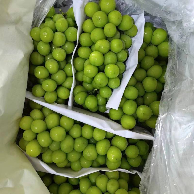 精品阳光玫瑰葡萄基地一手货源保质保量可视频看货