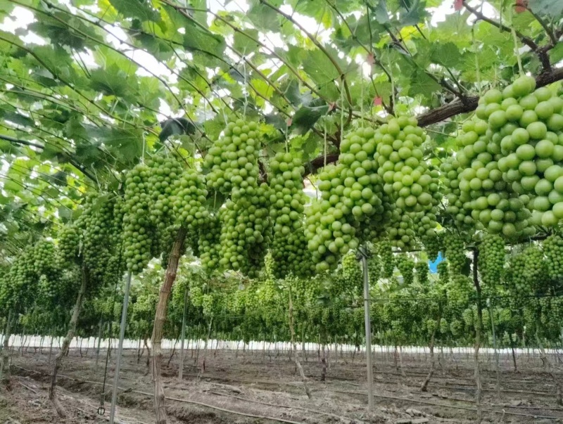 精品阳光玫瑰葡萄基地一手货源保质保量可视频看货